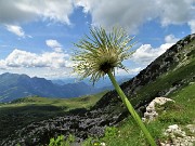 82 Pulsatilla alpina  'spettinata' sui Piani di Bobbio